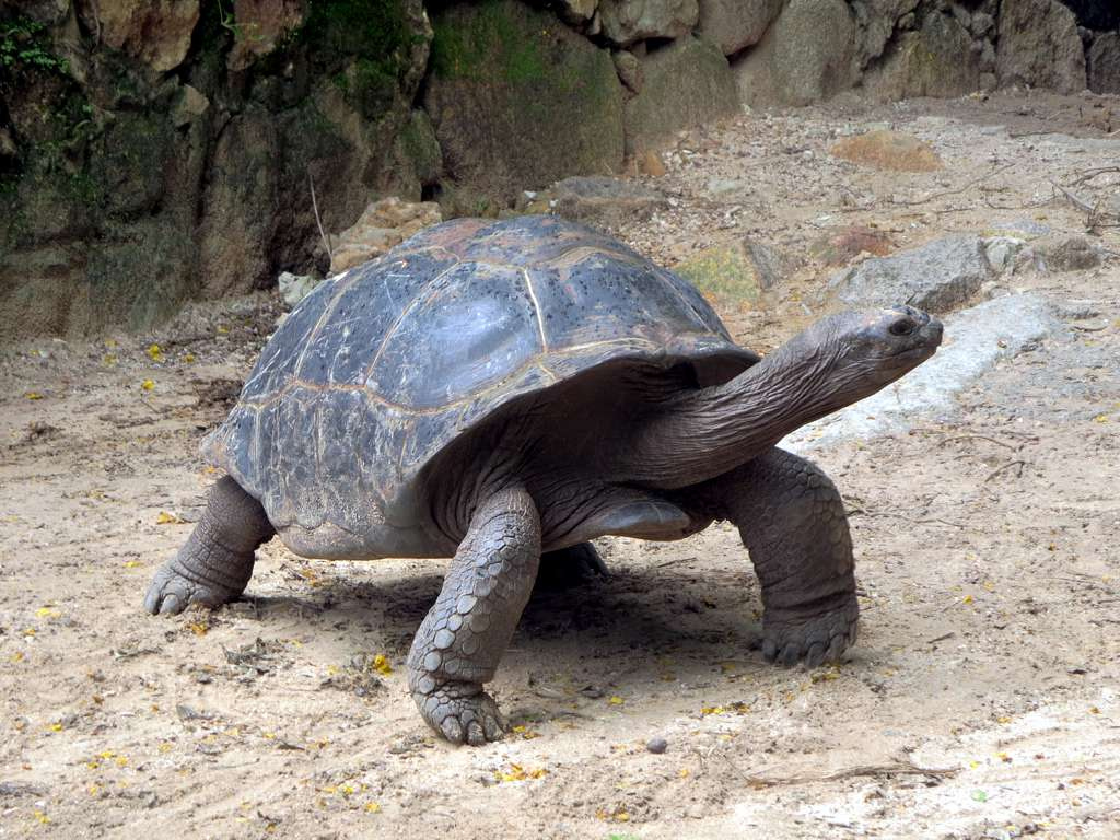 seychelles A giant Aldabra tortoise in the Mont Fleuri Botanical Gardens at Victoria, Seychelles. 